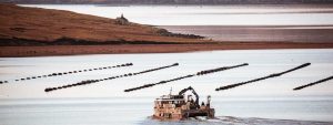 Mussel farming – a Shetland success story